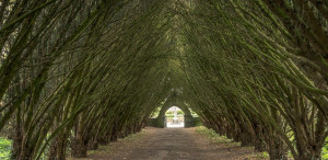 St. Patrick's College's Grave Yard