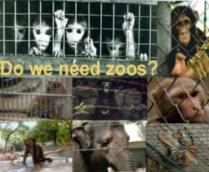 zoos he gives four reasons as to why individuals might go to zoos ...