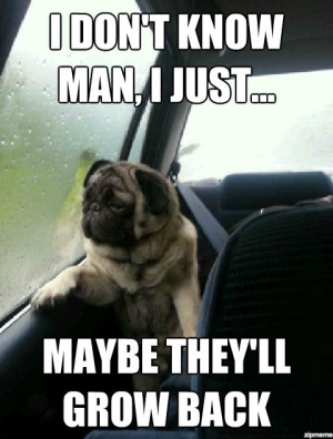 Introspective Pug Memes!