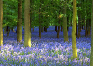 Enchanted Forests Carpeted in Beautiful Bluebells
