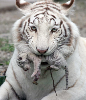 White tiger holding baby tiger cub ( i.imgur.com )