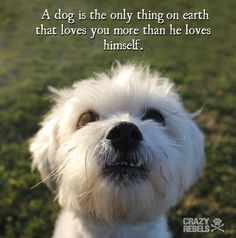 ... loves himself. #truth #wordsofwisdom #quotes #dog #maltese dog, quot