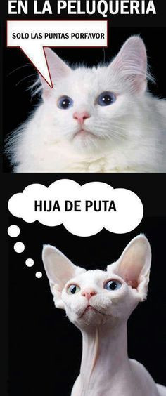 ... salon...salon de belleza....solo las puntas...hija de puta...jajaja