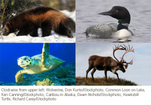 Climate Change and National Park Wildlife