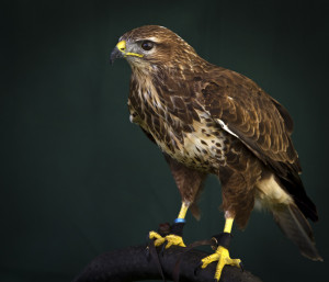 Related Pictures bird of prey bird of prey which is bird of prey which ...
