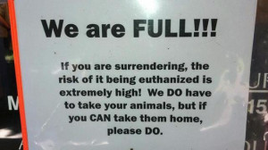 Cat Rescue Quotes Wake animal shelter to