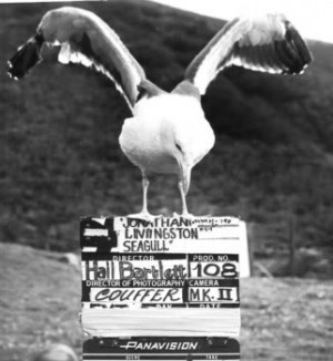 There's got to be more to life than fighting for fish heads!