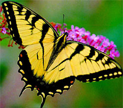 Yellow Monarch Butterfly Meaning