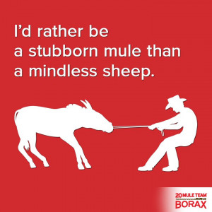 rather be a stubborn mule than a mindless sheep. #independent