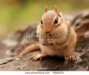 Related Pictures cute chipmunk eating fast peanuts videos metatube