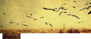 About: Facebook cover with picture of retro style sea birds