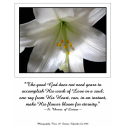 quotes about easter lilies