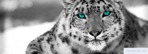 If you can't find a snow leopard wallpaper you're looking for, post a ...