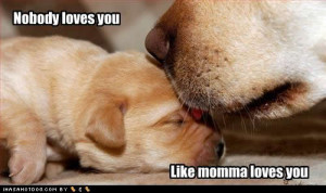 ... -anyone-has-silly-dog-pics-share-cute-puppy-pictures-momma-loves.jpg