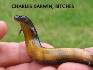 Snakes | Funny New Images-Photos 2013