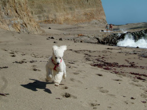 Standard Poodle Wallpapers...