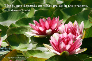 Lotus Flower Quotes Sayings View Full Size 1280 x 853