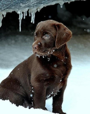 see more Adorable cute chocolate labs in snow