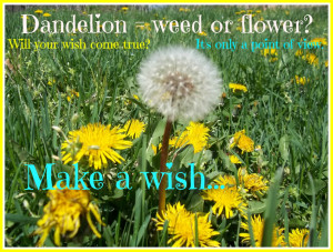 Dandelions - weed or a flower? It depends on your point of view!