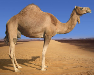 should be enter camel obviously not this kind of camel
