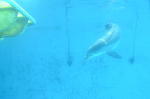 Winter, from a Dolphin Tale