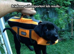 ve always wanted a dog briefcase