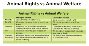 Animal-Rights-vs-Animal-Welfare.gif