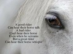 quote horses talk equine quotes horses equine horses whisperer hors ...