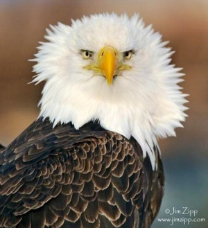 Bald eagle