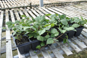 Trellising Your Blackberry Plants - Growing with Stark Bro's