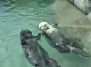 Otters holding hands