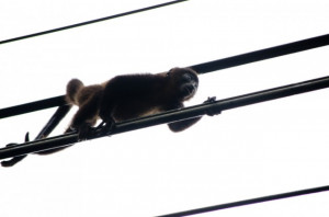 Monkeys Knocked Out Power Across the Country of Zambia, Prepare for ...
