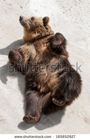 Young Brown Bear Ursus Arctos Lying The Ground Funny