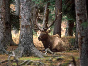 American Elk Wapiti Rocky