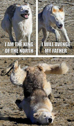 funny wolves