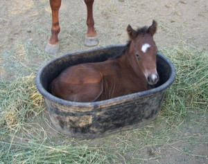 Oh, nothing. Just the cutest baby horse on a bucket you ever will see