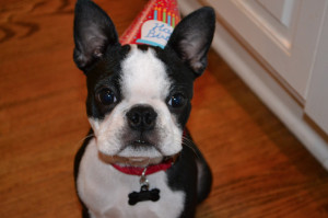 Toby from Evans, GA, USA Celebrating his first birthday