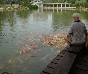Many of these Koi Carp weigh well over 5kgs (over ten pounds). In both ...