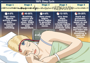 The Sleep Cycle: What's really going on while you're catching your zzz ...