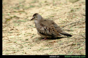 Common Ground Dove