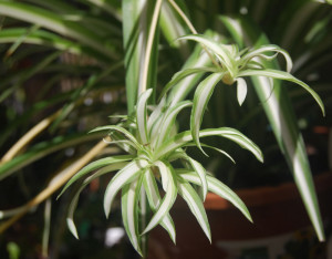 Indoor Flowering Plants Low Light