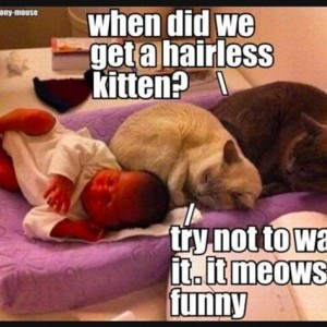 Funny dogs and cats talking,Funny dogs and cats talking images,Funny ...