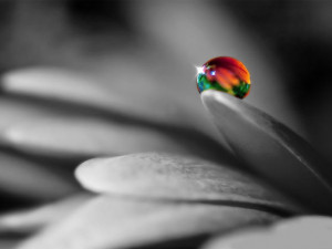 Water drop on Flower Black and white with Color Picture