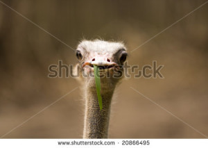 Ostrich Interrupted While Eating Closeup Portrait Funny Expression