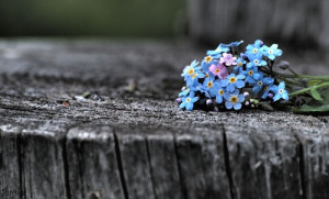 Forget-me-not inspiration