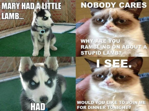 Grumpy cat and evil dog. How does such a cute puppy look so mean ...