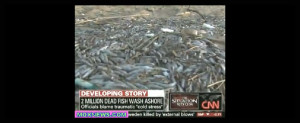 Another Massive Fish Kill Million Dead Wash Maryland