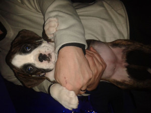 boxer girl puppy 550 posted 5 months ago for sale dogs boxer