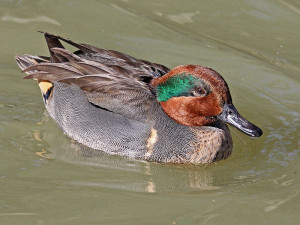 Green Winged Teal Duck