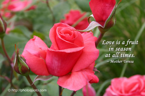Love Is A Fruit By Mother Teresa Papel de Parede Imagem